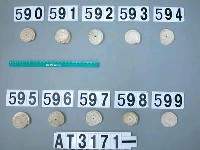 藏品(芋螺貝)的圖片